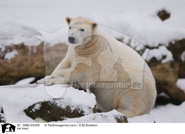 ice bear / DMS-04206