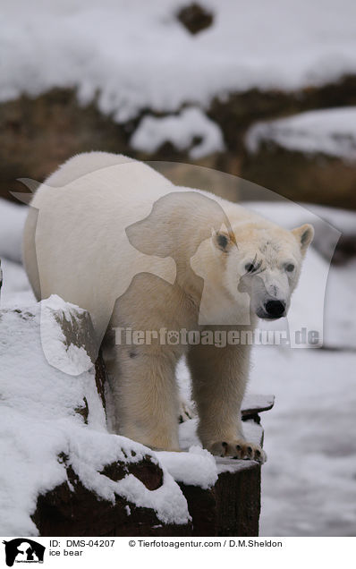 ice bear / DMS-04207