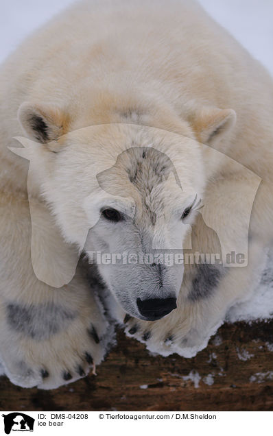 ice bear / DMS-04208