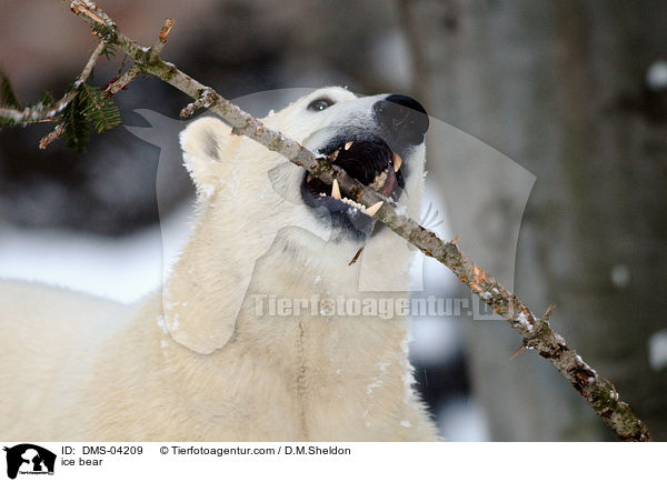 ice bear / DMS-04209