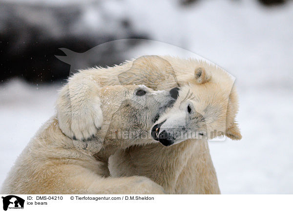 ice bears / DMS-04210
