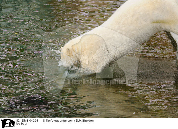 ice bear / DMS-04224