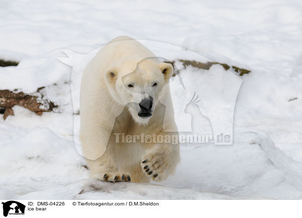 ice bear / DMS-04226