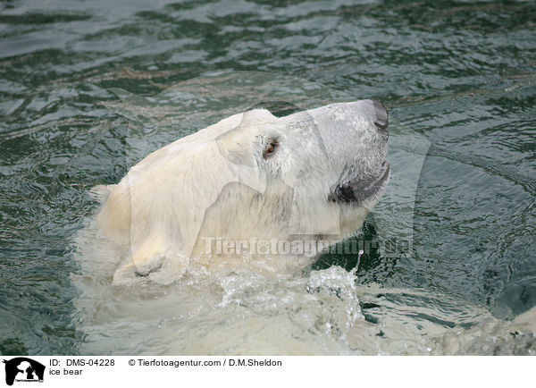 ice bear / DMS-04228