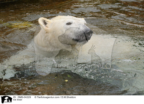 ice bear / DMS-04229