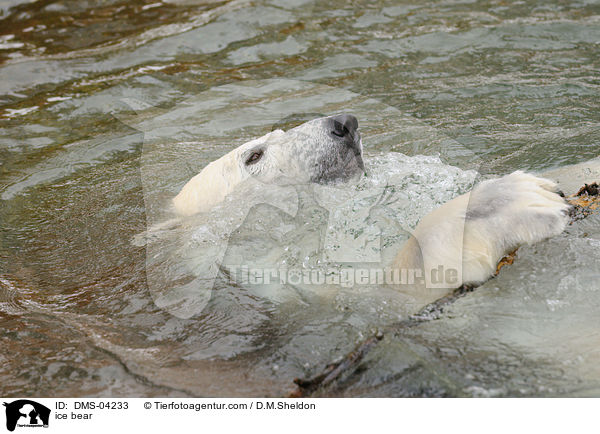 ice bear / DMS-04233