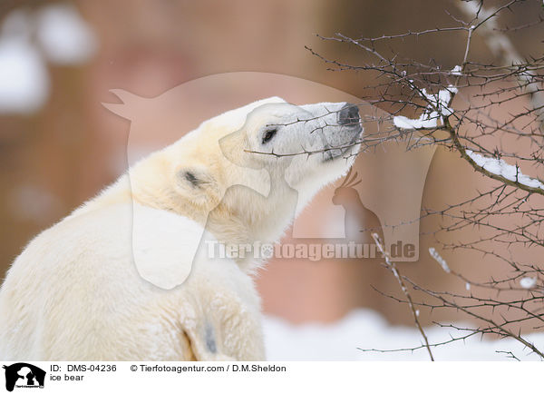 ice bear / DMS-04236