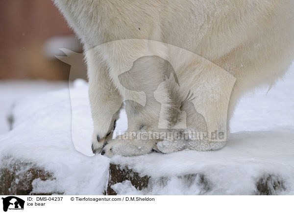ice bear / DMS-04237