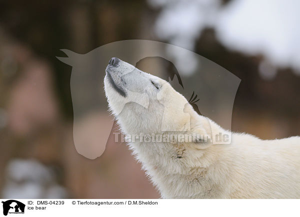 ice bear / DMS-04239