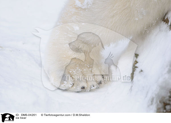 ice bear / DMS-04261