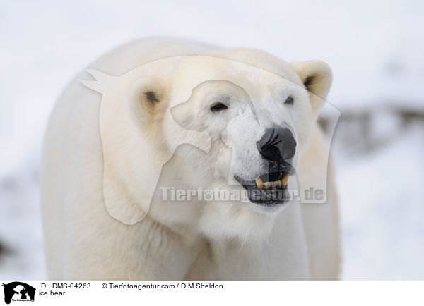 ice bear / DMS-04263