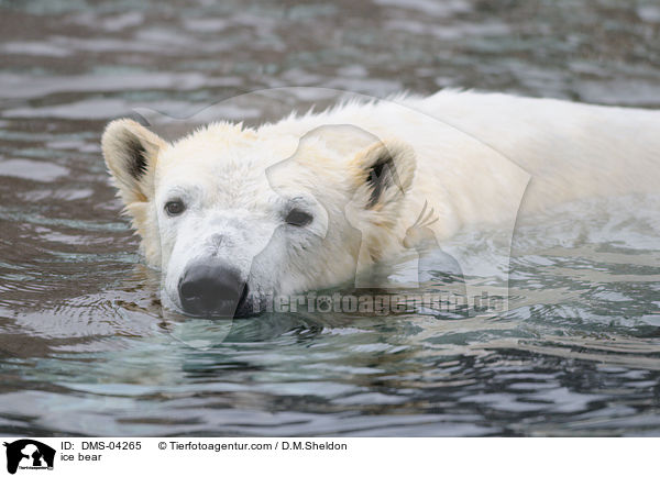 ice bear / DMS-04265