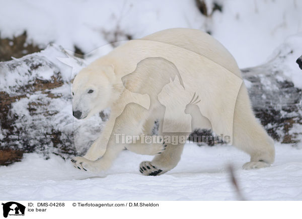ice bear / DMS-04268