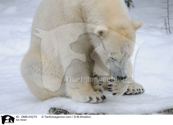 ice bear / DMS-04270