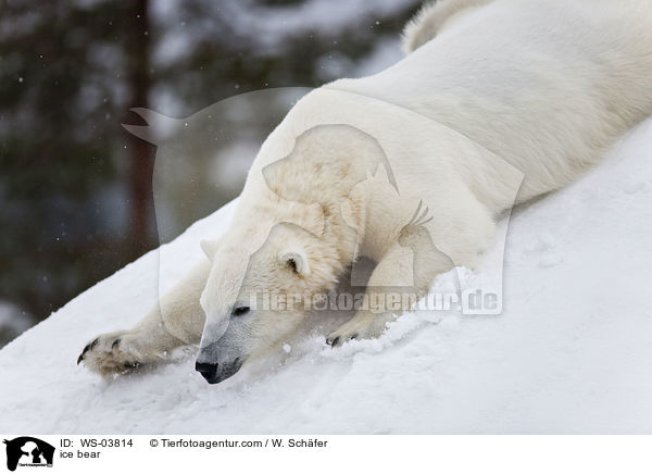 ice bear / WS-03814