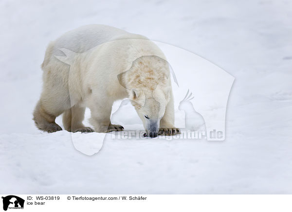 ice bear / WS-03819