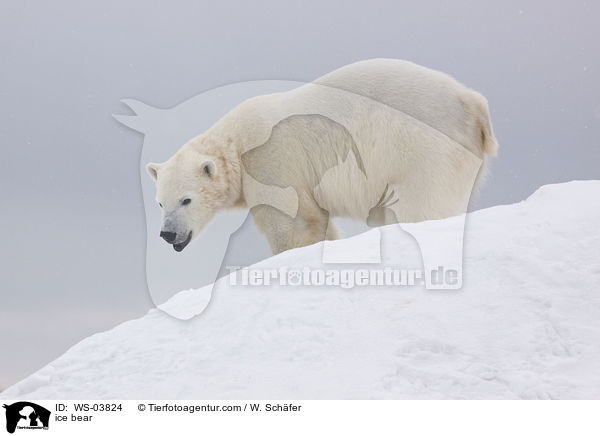 ice bear / WS-03824