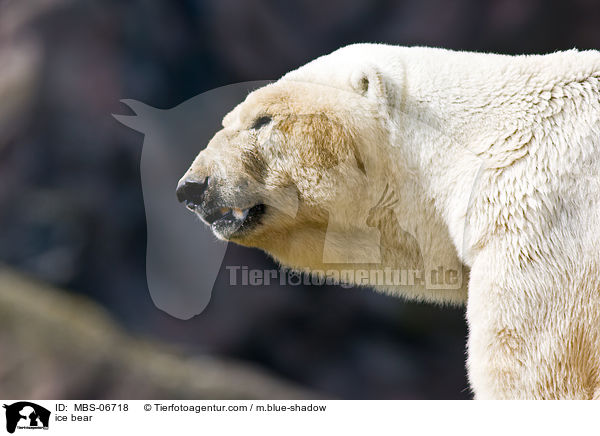 ice bear / MBS-06718