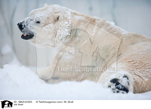 ice bear / MAZ-03393