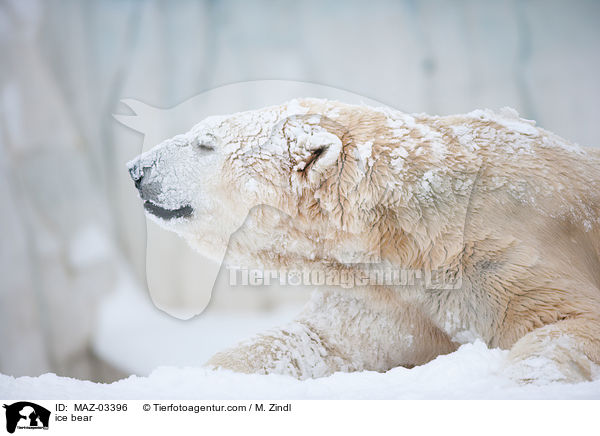 Eisbr / ice bear / MAZ-03396