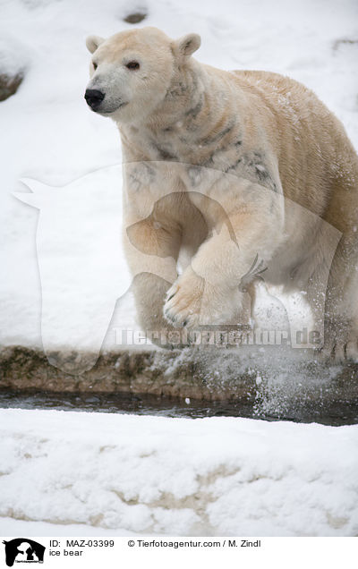 ice bear / MAZ-03399
