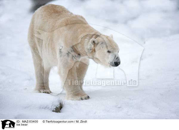 ice bear / MAZ-03400