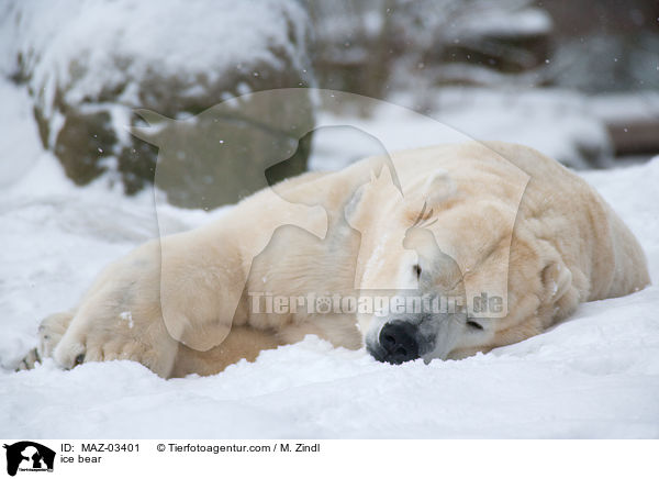 ice bear / MAZ-03401