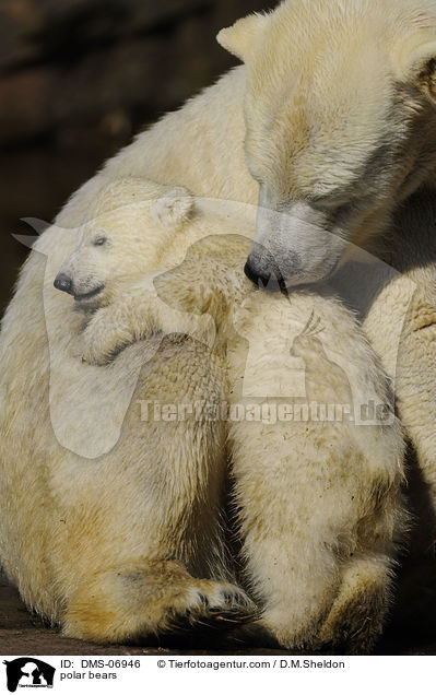 polar bears / DMS-06946