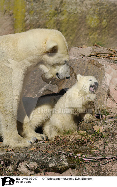 polar bears / DMS-06947