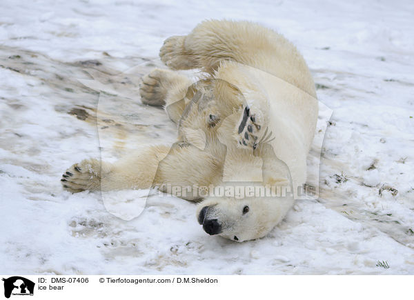 ice bear / DMS-07406