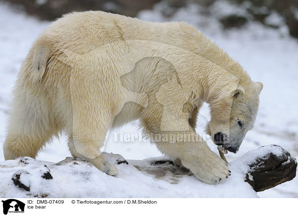 ice bear / DMS-07409