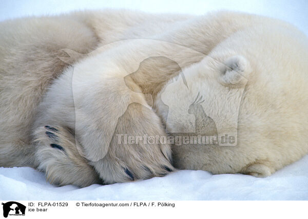 ice bear / FLPA-01529