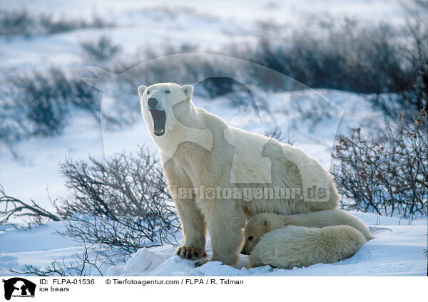 ice bears / FLPA-01536
