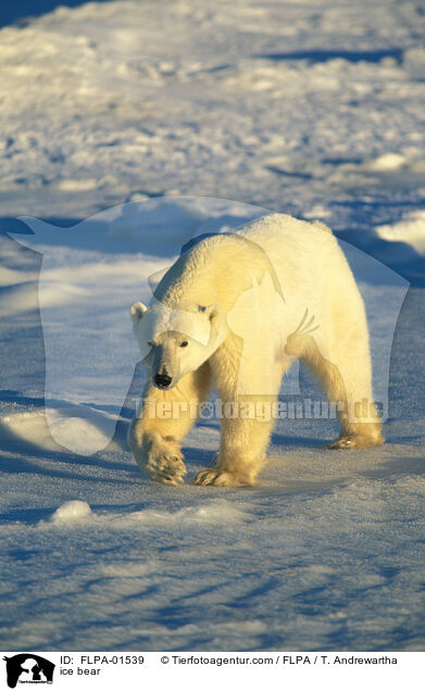 ice bear / FLPA-01539