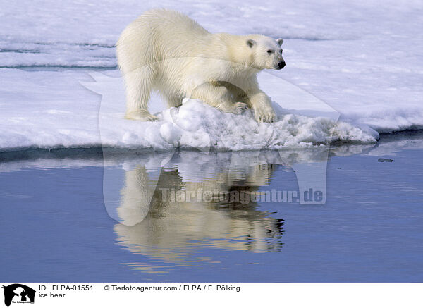 ice bear / FLPA-01551