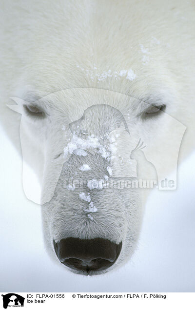 Eisbr / ice bear / FLPA-01556