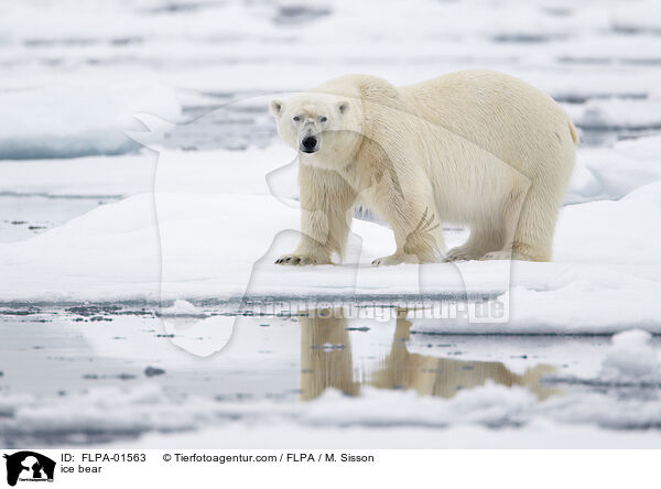 ice bear / FLPA-01563