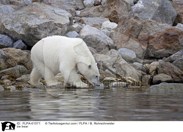 ice bear / FLPA-01571