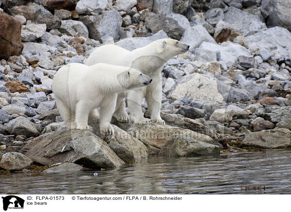 ice bears / FLPA-01573