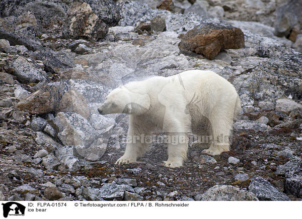 ice bear / FLPA-01574