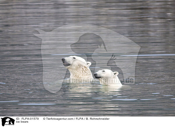 ice bears / FLPA-01579