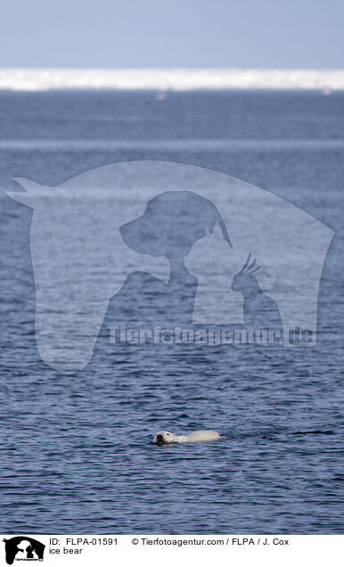 ice bear / FLPA-01591