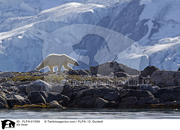ice bear / FLPA-01598