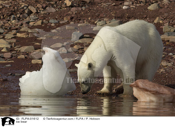 ice bear / FLPA-01612