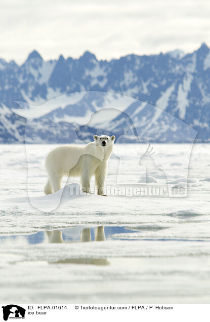 ice bear / FLPA-01614