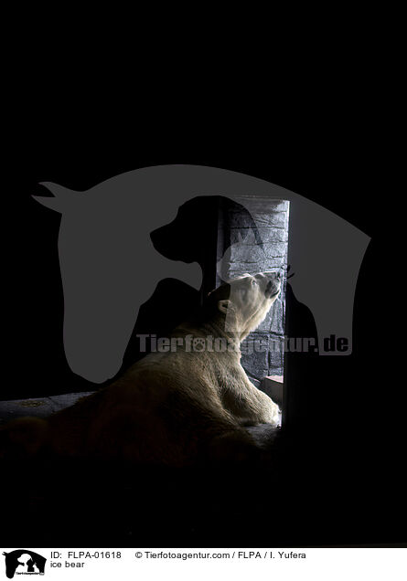 ice bear / FLPA-01618