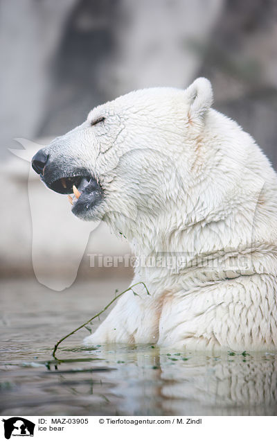 ice bear / MAZ-03905