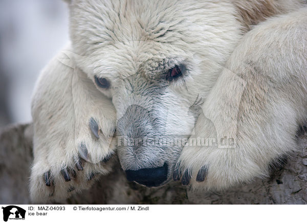 ice bear / MAZ-04093