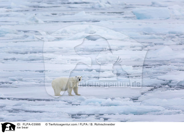 ice bear / FLPA-03986