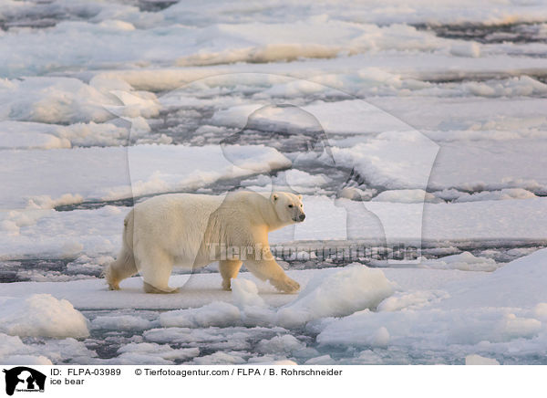 ice bear / FLPA-03989